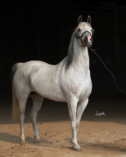 The Mares Classicala Farm Michigan Purebred Arabian Breeding Stable